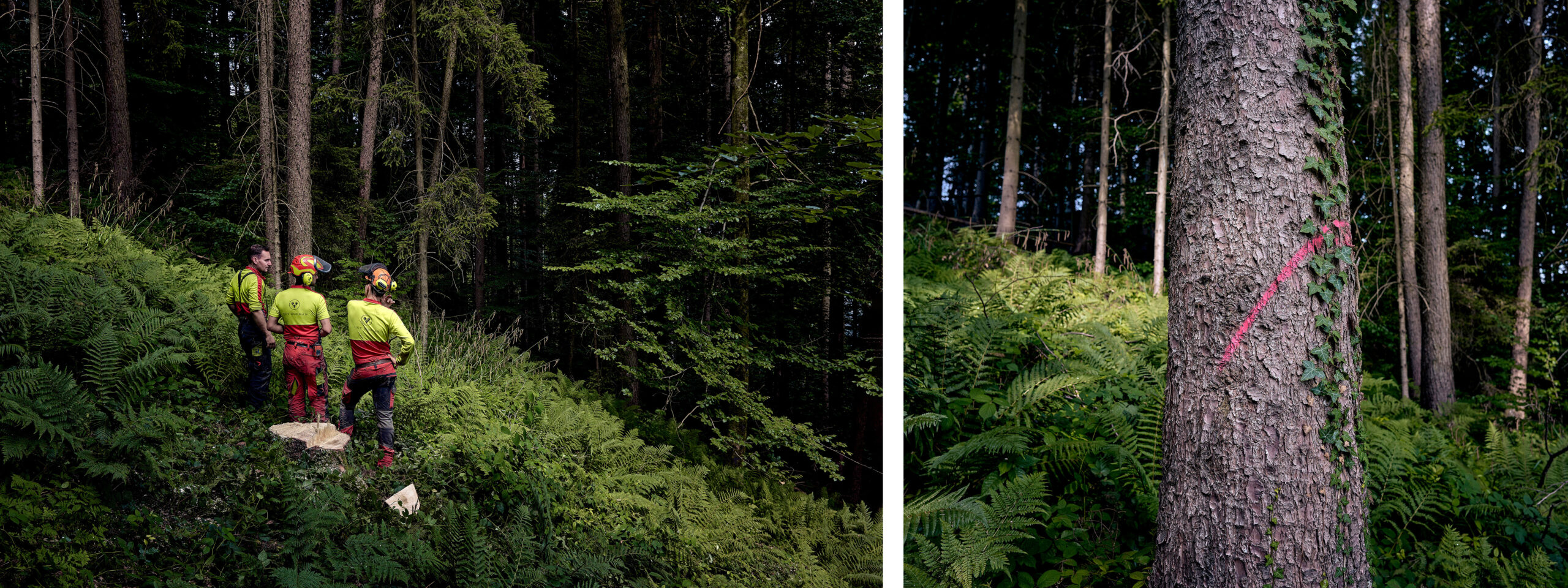 Links: Auf Borkenkäfersuche. Rechts:  Befallener Baum mit Markierung zum Fällen.